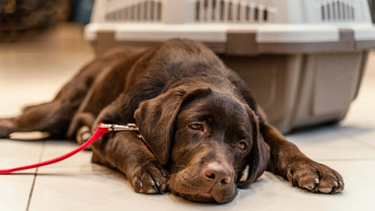 Die häufigsten Hundekrankeiten