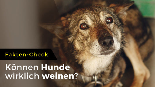 Fakten-Check - Können Hunde wirklich weinen?